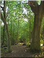 Footpath to Coldean