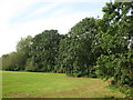 Tree lined corner of Upton Court park