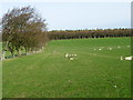 NT7862 : Ewes and lambs near Quixwood by Maigheach-gheal