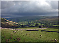 Sheep grazing on Kisdon