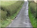 Two friendly residents of Tollumgrange Townland