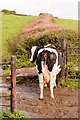 SD4490 : Dairy Cow near Crosthwaite by Martin