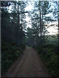 NO4792 : Track in the Forest of Glen Tanar by Bob Peace
