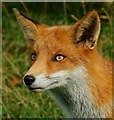 TQ3643 : Young fox by Peter Trimming
