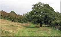 TQ7885 : Oak near path by Roger Jones