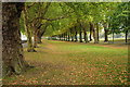 Avenue of trees, Wandsworth Park