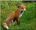 TQ3643 : Young fox by Peter Trimming