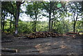 Cut timber near Bowles Farm