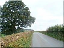 ST3296 : Tree at the edge of a field alongside Tre-herbert Road by Jaggery