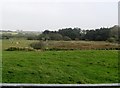 Wetland and woodland between the Ballygilbert and Downpatrick roads