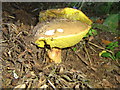 Cep by the side of the road