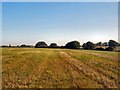 Fletching Mill Farm - Barley Fields