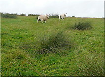 SE8098 : Sheep on Wheeldale Moor by Graham Horn