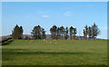 Group of trees at top of field