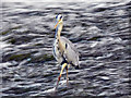 Grey Heron, Northenden Weir