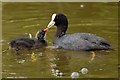 Coot and baby, Ham Island Old Windsor