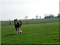 Clydesdale, West Myreriggs