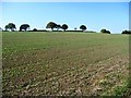 Hill top trees