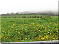 Fodder crop alongside the Corbally Road