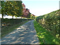 Autumnal avenue north of Glebe Farm