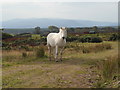 NH7792 : White horse near Tamiang by sylvia duckworth