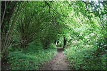 TQ6453 : Coppiced trees by a footpath by N Chadwick