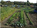 Allotments off Station Road