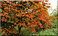 Autumn chestnuts, Lisburn