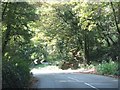 Woodland at the bend in the road west of New Bridge