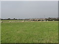 Sheep in field west of Ballylig Road