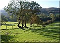 Field boundary in Glyn Tarell