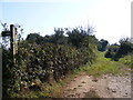 Footpath to Stoney Wood & Alder Carr