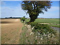 Old stone wall alongside Exton Road