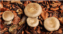 J4682 : Fungus, Crawfordsburn Country Park, 2011-8 by Albert Bridge