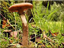 J4682 : Fungus, Crawfordsburn Country Park, 2011-11 by Albert Bridge