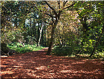 TQ0586 : Woodland Path, Denham Country Park by Des Blenkinsopp