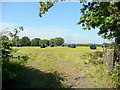 Hay field near Falfield