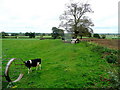SJ5959 : Cheshire dairy pasture by Jonathan Billinger