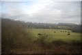 TQ7324 : Cattle grazing in the Rother Valley by N Chadwick