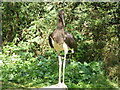 TF9429 : Abdims stork, Ciconia abdimii, at Pensthorpe Park, Norfolk by pam fray