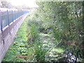 Wildlife garden, next to West Brompton station