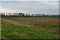 After the harvest on Cadishead Moss