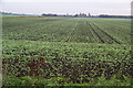 A new crop appearing on Great Woolden Moss