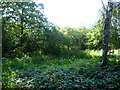 The pond in Palace Road Gardens Nature Reserve