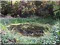 Pond in Palace Road Nature Garden