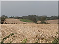 Potato fields on the north side of the Carrowbane Road