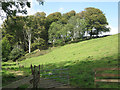 Hillside woodland seen from Bugford Lane 