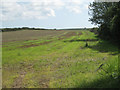 Regrowth of grass near West Woodbury 