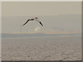 Wings over Dounreay