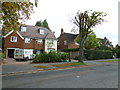 Pollarded tree in Warwick Road